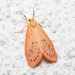 The Rosy Footman - Photo (c) Fero Bednar, all rights reserved, uploaded by Fero Bednar