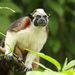 Geoffroy’s Tamarin - Photo (c) Jane Dixon, all rights reserved, uploaded by Jane Dixon