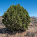 Juniperus occidentalis - Photo (c) Dominic Gentilcore, όλα τα δικαιώματα διατηρούνται, uploaded by Dominic Gentilcore