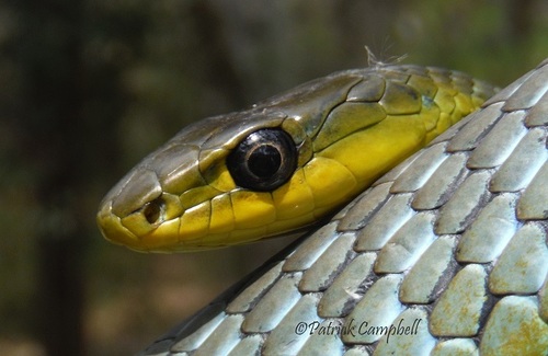 Common Tree Snake sighting