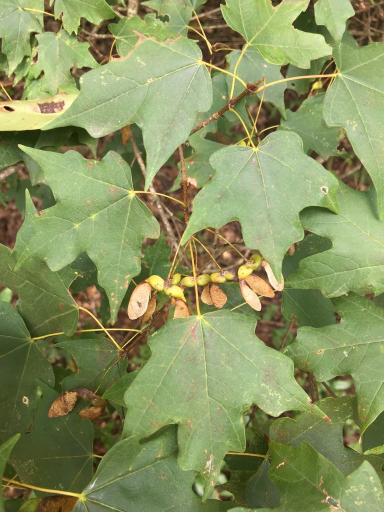 chalk maple in August 2020 by M. A. K. Johnson. 1345 · iNaturalist