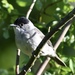Eurasian Blackcap - Photo (c) rober025, all rights reserved