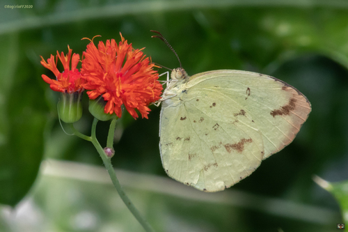 African Angled Grass Yellow