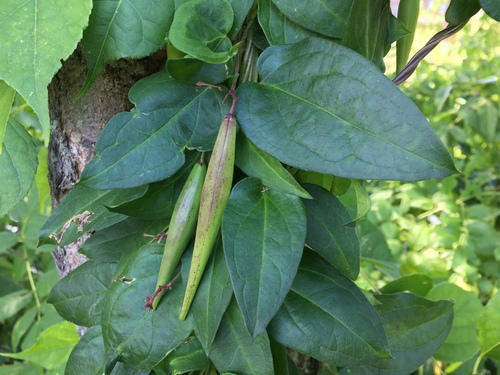 black swallow-wort