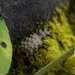 Paropisthius indicus - Photo (c) Alexey Reshchikov, todos los derechos reservados, subido por Alexey Reshchikov