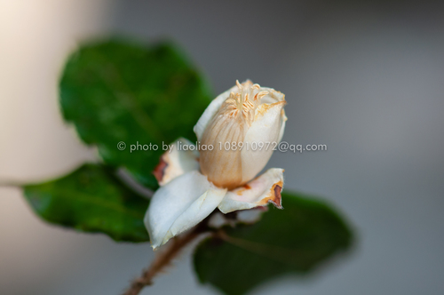 Camellia cordifolia