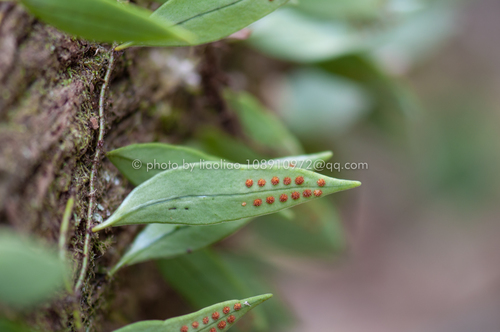 Lemmaphyllum carnosum