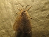 Merope - Photo (c) John Ratzlaff, all rights reserved, uploaded by John Ratzlaff