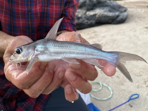 Chrysichthys aluuensis