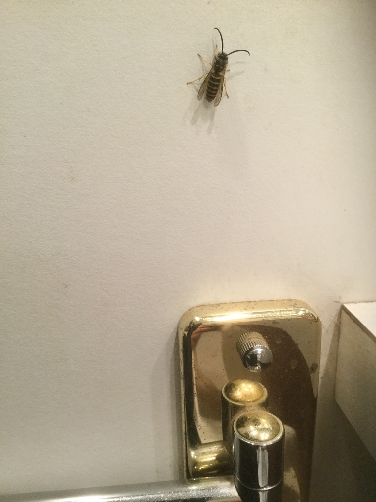 Ground Yellowjackets from Wheeler Rd, North Salem, NY, US on October 30