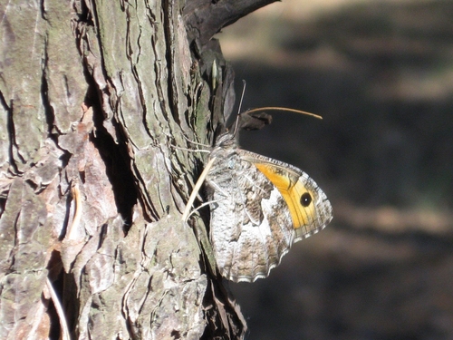 Delattin's Grayling