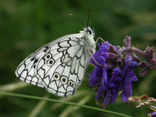 Esper's Marbled White