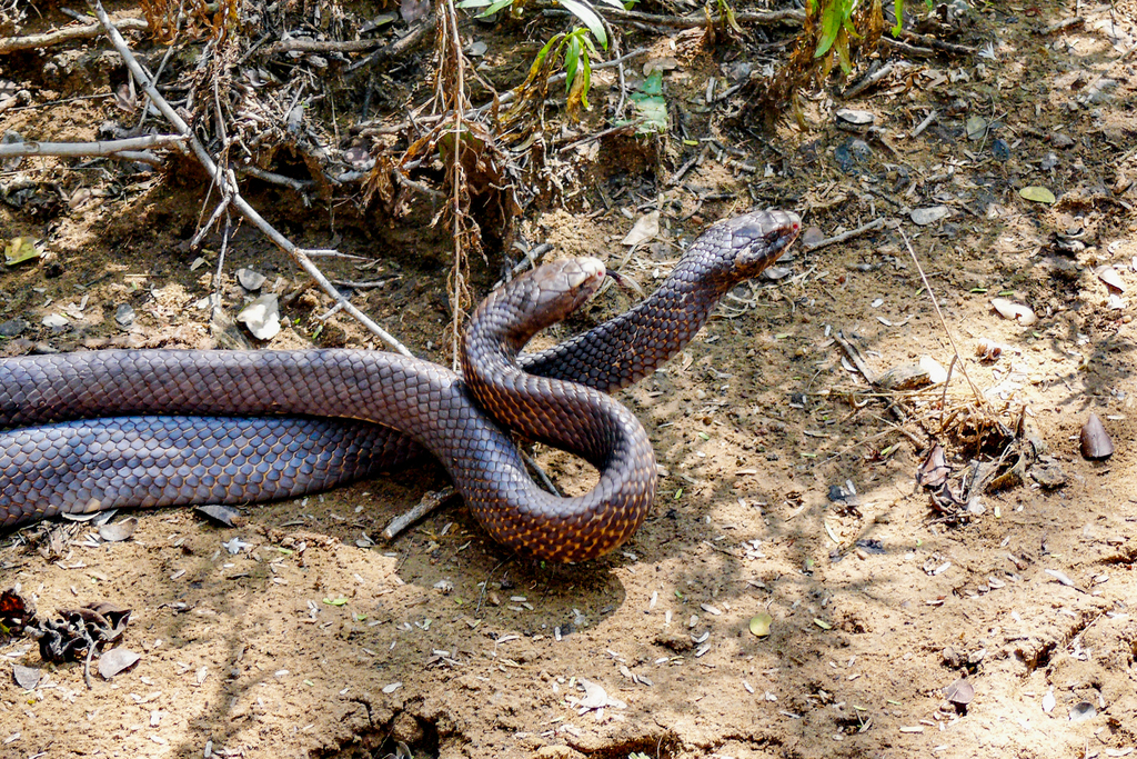 Falcon indigo snake from Riohacha, La Guajira, Colombia on December 08 ...