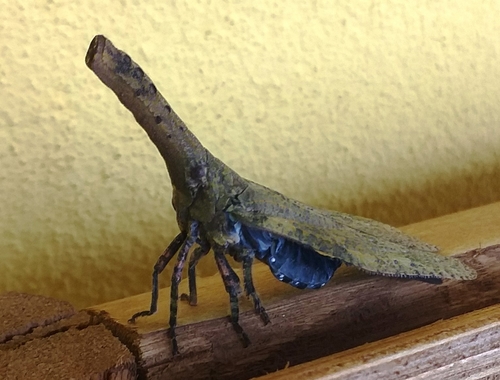 Zanna tenebrosa