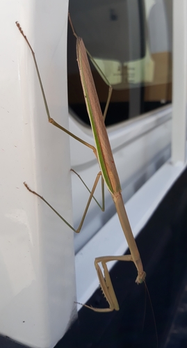 Stick Mantis