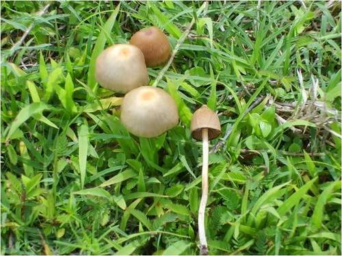 Teonanácatl (Psilocybe mexicana)