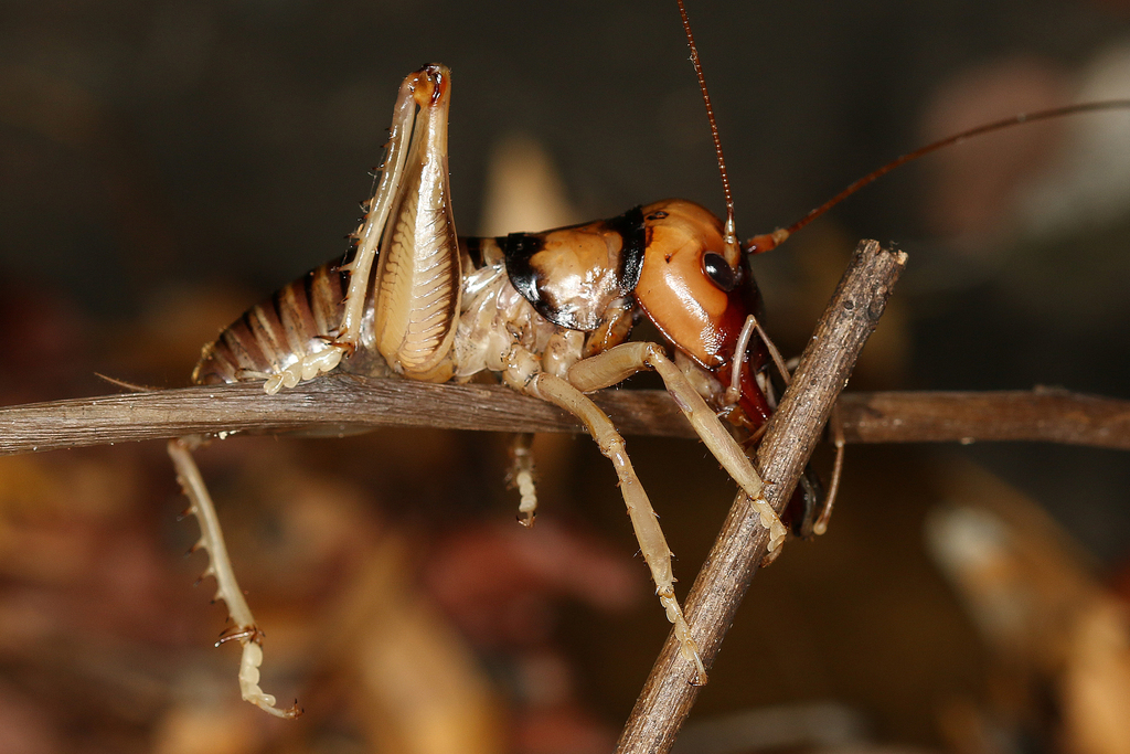 Spizaphilus Cuniculator From Ankarana Np On November 9, 2014 By Martin 