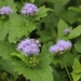 Blue Mistflower - Photo (c) Carey Newton, all rights reserved, uploaded by Carey Newton