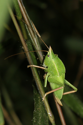 Apoecides madagascariensis
