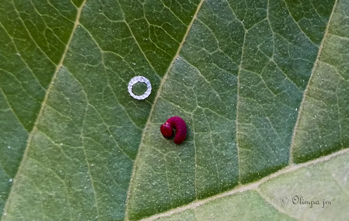 Guava Skipper