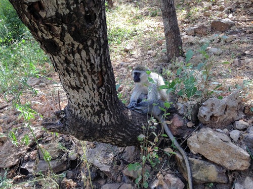 Vervet Monkey