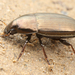 Common Sun Beetle - Photo (c) gernotkunz, all rights reserved, uploaded by gernotkunz