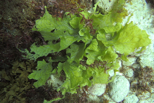 Anadyomenaceae