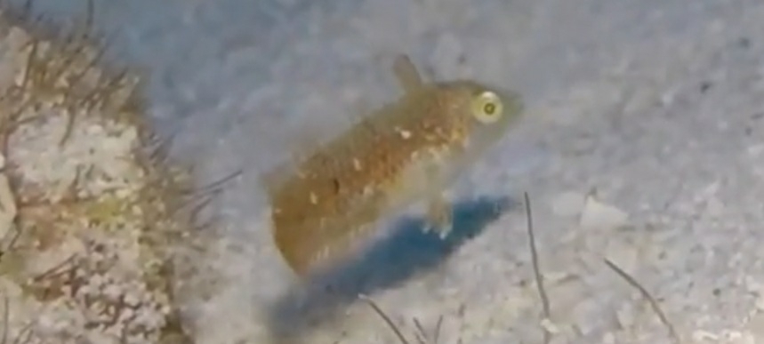 Green Razorfish from Mexico on October 18, 2020 at 09:55 AM by jerry ...