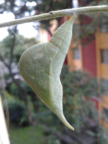 Orange-barred Sulphur