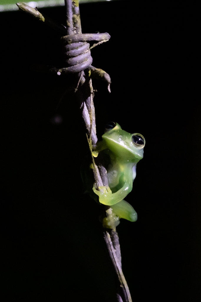 Vitreorana antisthenesi in October 2020 by Jhonathan Miranda · iNaturalist