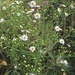 Hairy White Oldfield Aster - Photo (c) Ng QYN, all rights reserved, uploaded by Ng QYN