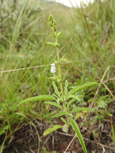 Jarum emas rumput Jenis