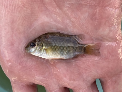 Pelmatolapia cabrae