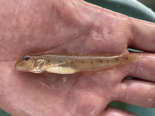 West African Freshwater Goby