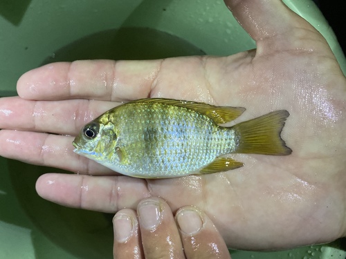 Coptodon tholloni