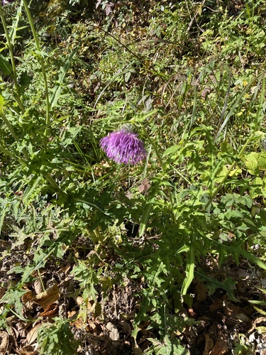 Tsukushi-Azami (Cirsium suffultum)