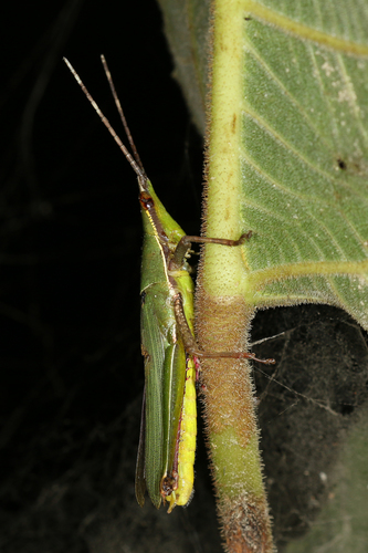 Pseudomorphacris notata