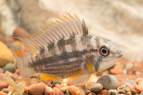Apistogramma cacatuoides