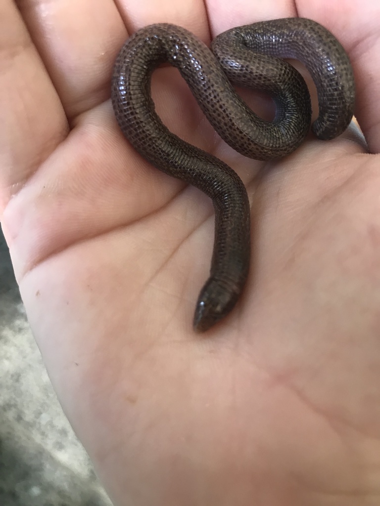 Cuban Keel-headed Worm Lizards (Genus Cadea) · iNaturalist