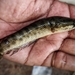 Spotted Snakehead - Photo (c) Aravind Manoj, all rights reserved