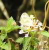 Nepalese Large Cabbage White - Photo (c) Rajib Maulick, all rights reserved, uploaded by Rajib Maulick