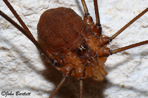 Leiobunum townsendi