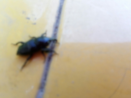 Dryophthorinae