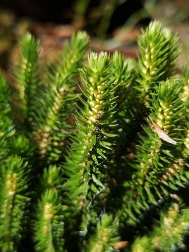 northern firmoss