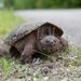 Common Snapping Turtle - Photo (c) Dan LaVorgna, all rights reserved, uploaded by Dan LaVorgna