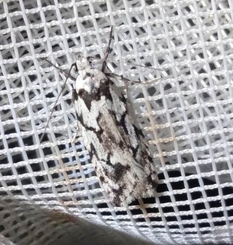 Izatha apodoxa