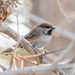 Boreal Chickadee - Photo (c) Dan L., all rights reserved, uploaded by Dan L.