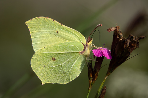 Gonepteryx rhamni