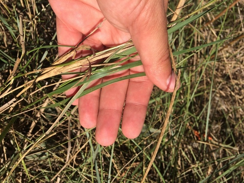 iNaturalist observation photo of Saltgrass