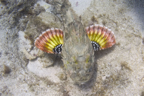 Spotted Scorpionfish